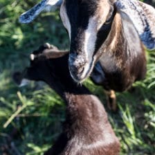 Everyone...It's Time to Meet the Goats (PHOTOS!)!