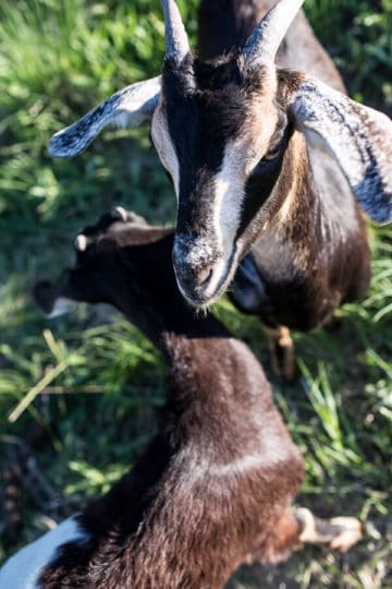 Everyone…It’s Time to Meet the Goats (PHOTOS!)!
