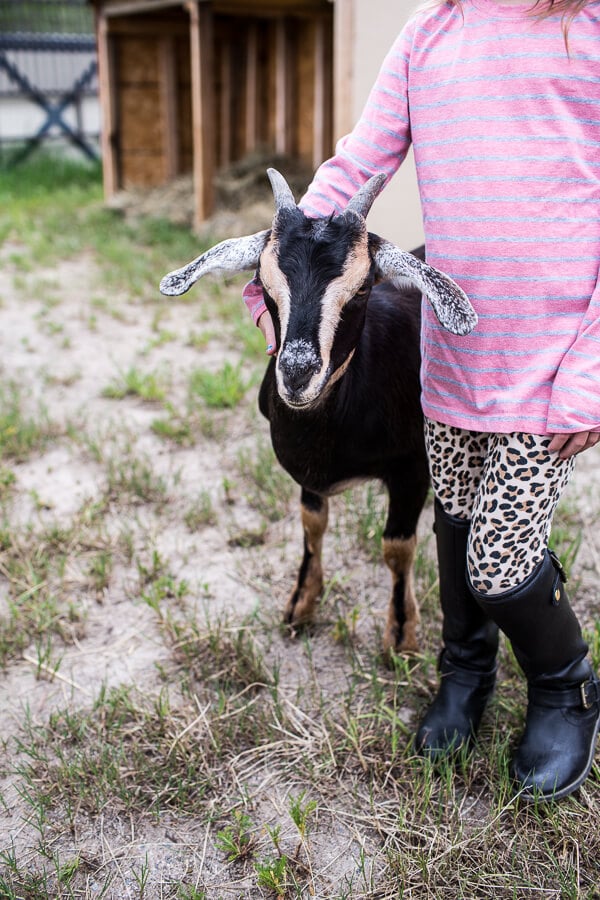Everyone...It's Time to Meet the Goats (PHOTOS!)! | halfbakedharvest.com @hbharvest