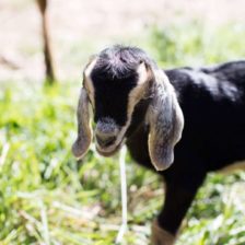 Baby Goat Photos + All Things Fall!