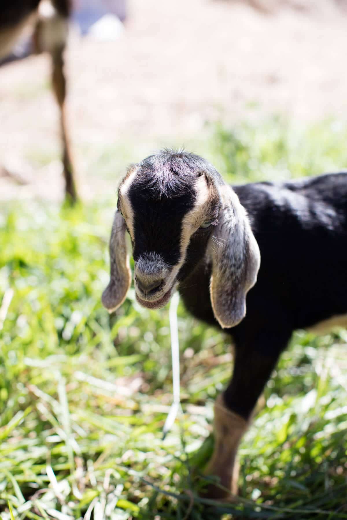Baby Goat Photos + All Things Fall | halfbakedharvest.com @hbharvest