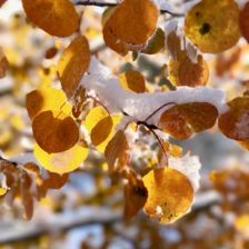 Snow Covered Fall Leaves | halfbakedharvest.com @hbharvest