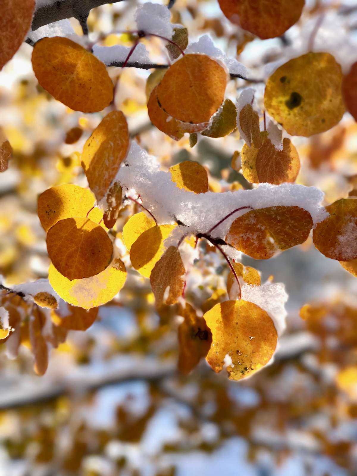Snow Covered Fall Leaves | halfbakedharvest.com @hbharvest