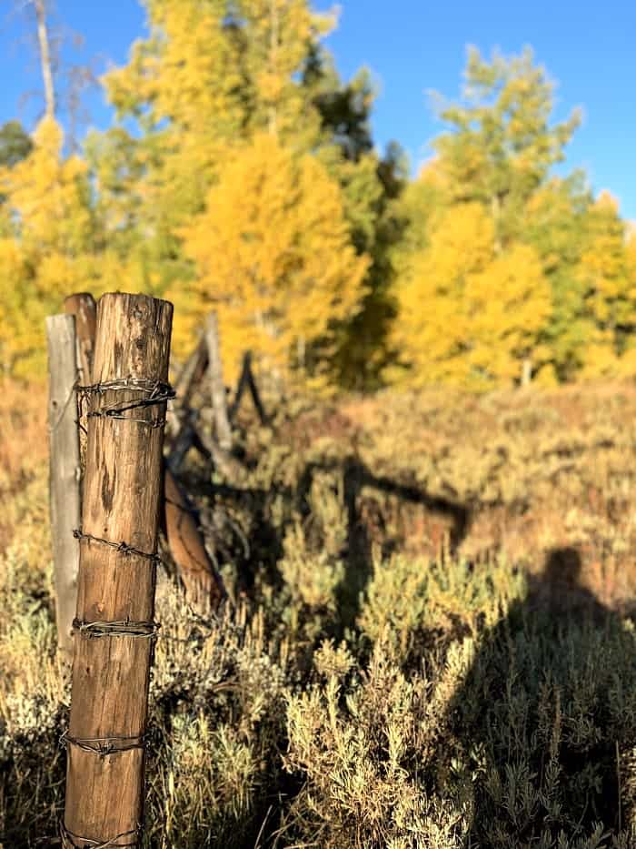 autumn leaves in Colorado 